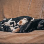 Adorable kittens snuggling with black cat while sleeping on a cozy brown couch indoors.