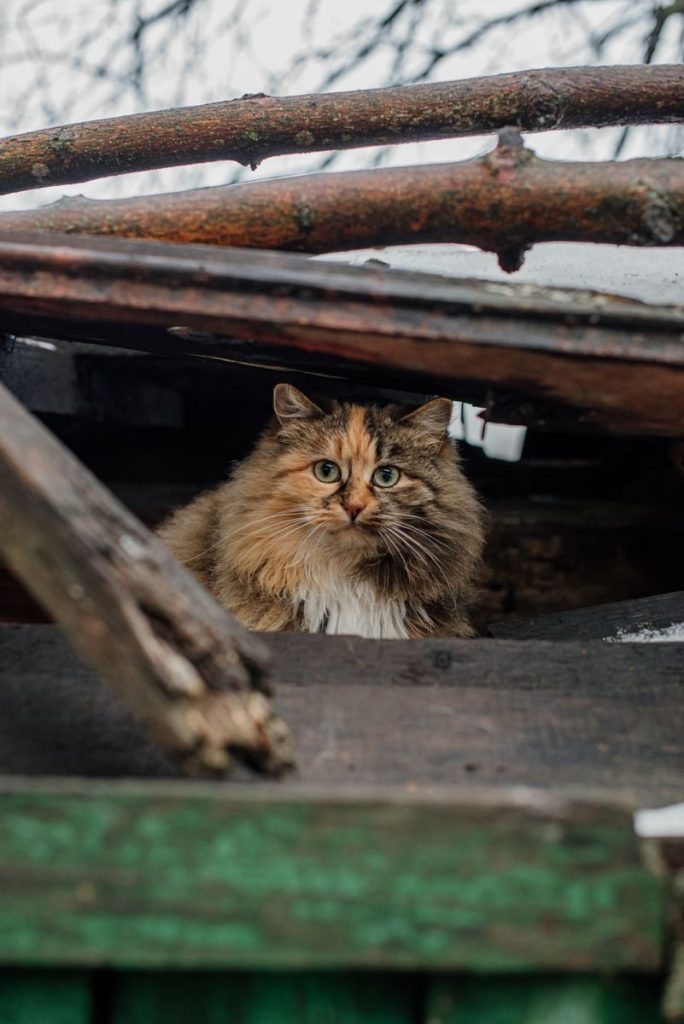 A fluffy cat peeks out from under a rustic wooden shelter, showcasing its curious nature.