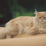 Fluffy Maine Coon cat resting outdoors, showcasing its luxurious fur and relaxed demeanor.
