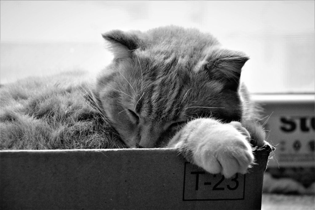 A serene black and white photo of a sleeping cat nestled in a box, highlighting its calm demeanor.