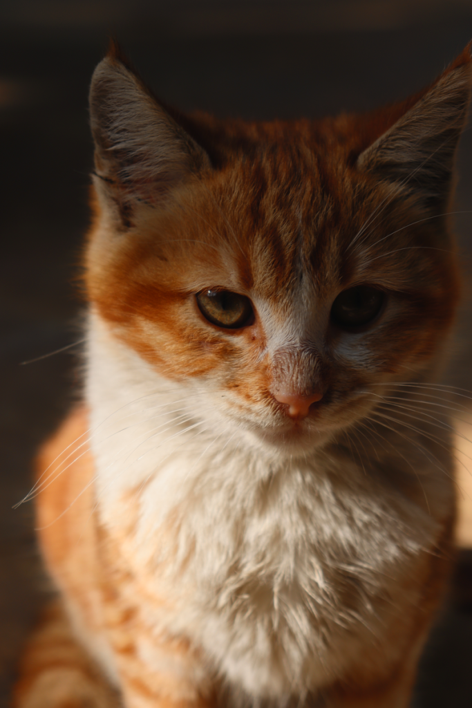 Close-up portrait of a ginger cat basking in sunlight, highlighting its eyes and whiskers.