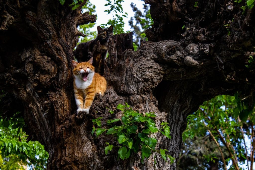 Two cats comfortably perched on a large tree trunk, surrounded by lush greenery.
