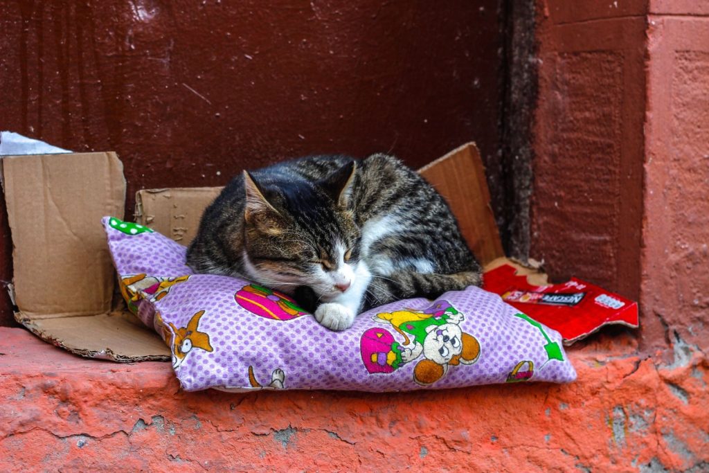 Adorable cat peacefully sleeping on a colorful pillow in Istanbul.