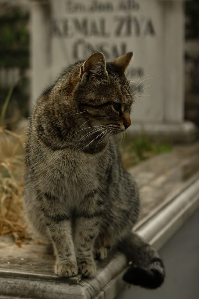 Close-up of a tabby cat outdoors against a stone structure background, showcasing its elegant posture.