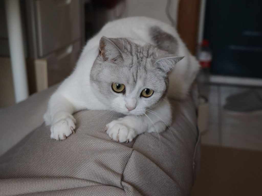 Adorable British Shorthair cat lounging indoors, perfect for pet lovers.
