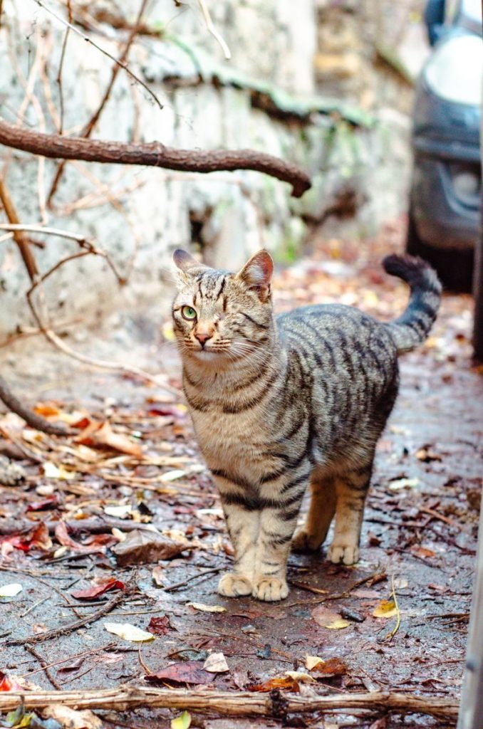 A one-eyed striped cat stands confidently on a leafy pavement, embodying resilience.