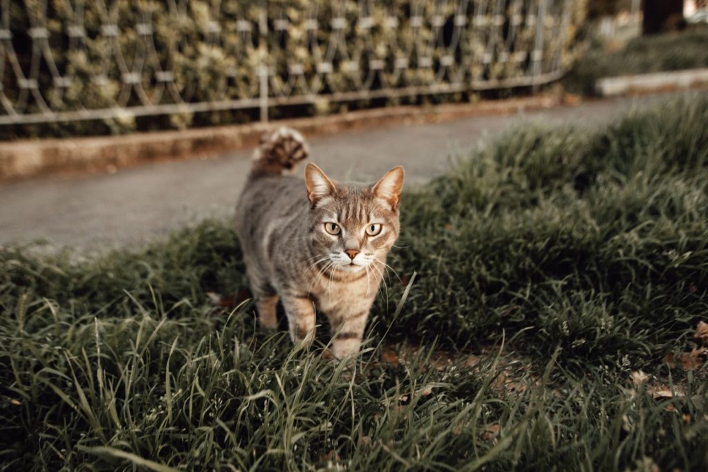 A focused tabby cat exploring through lush green grass outdoors.