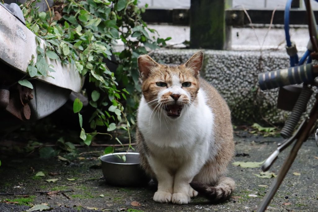 A stray cat meows near a metal bowl in an urban outdoor setting with plants.