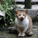 A stray cat meows near a metal bowl in an urban outdoor setting with plants.