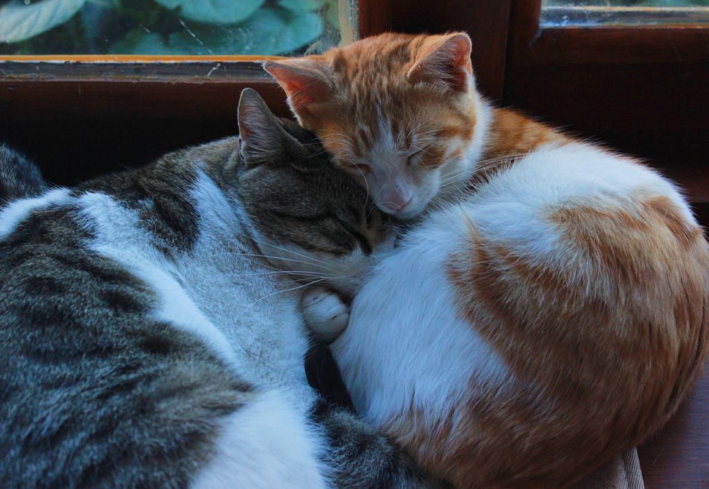 Two adorable cats cuddling by a window, creating a serene and warm ambiance.
