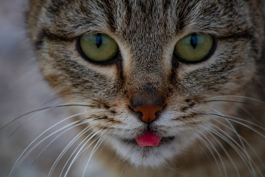 A detailed close-up of a tabby cat with vibrant green eyes and pink tongue peeking out, showcasing its whiskers.