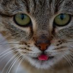 A detailed close-up of a tabby cat with vibrant green eyes and pink tongue peeking out, showcasing its whiskers.
