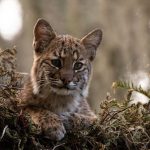 A bobcat sits among foliage, showcasing its features in a wildlife setting.