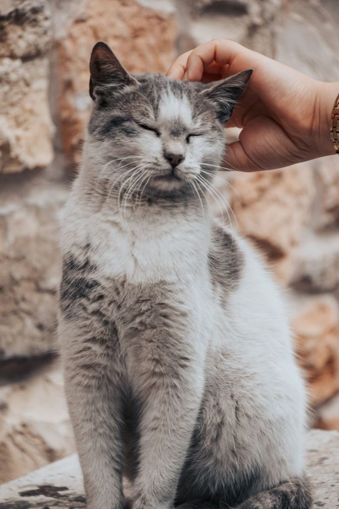 A relaxed cat enjoying a gentle head scratch by a human hand against a stone wall.