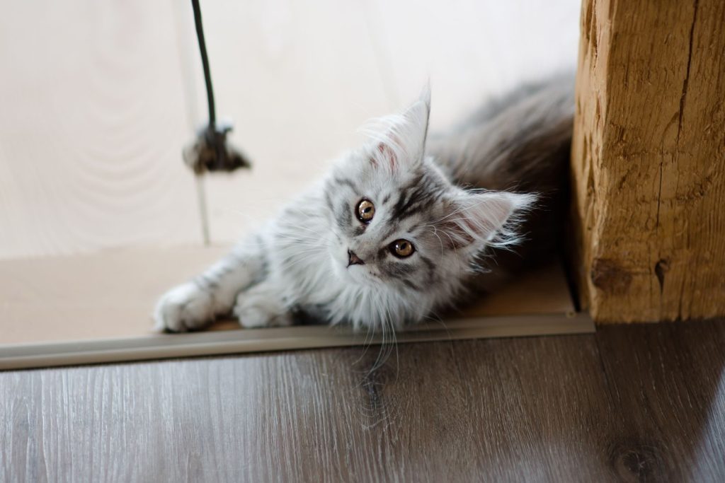 Cute Maine Coon kitten lying indoors on a wooden floor, looking curious and relaxed.