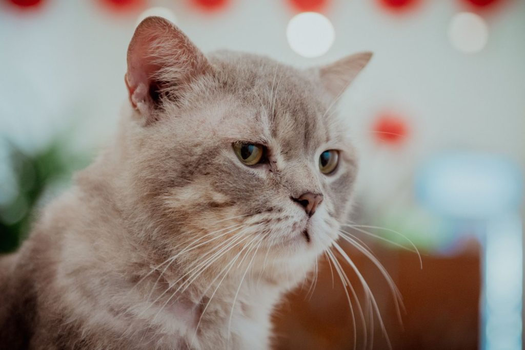Close-up of a British Shorthair cat with expressive eyes and soft fur, indoors.