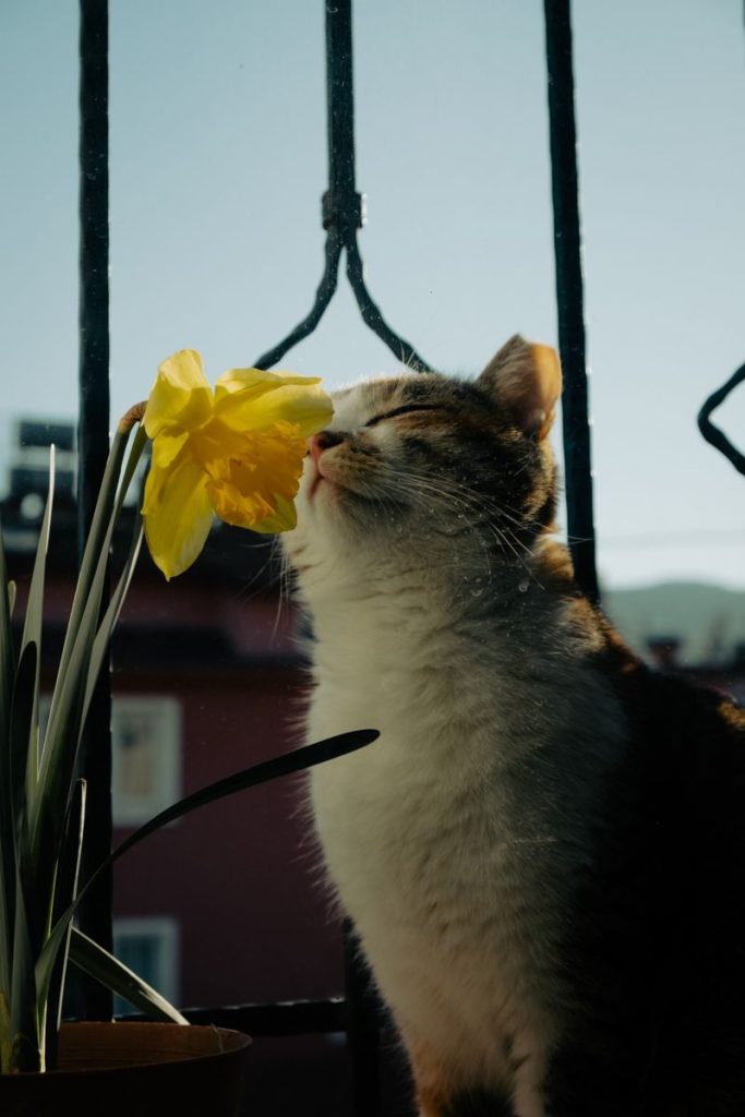 A cute kitten enjoys sniffing a bright yellow daffodil by a window on a sunny day.