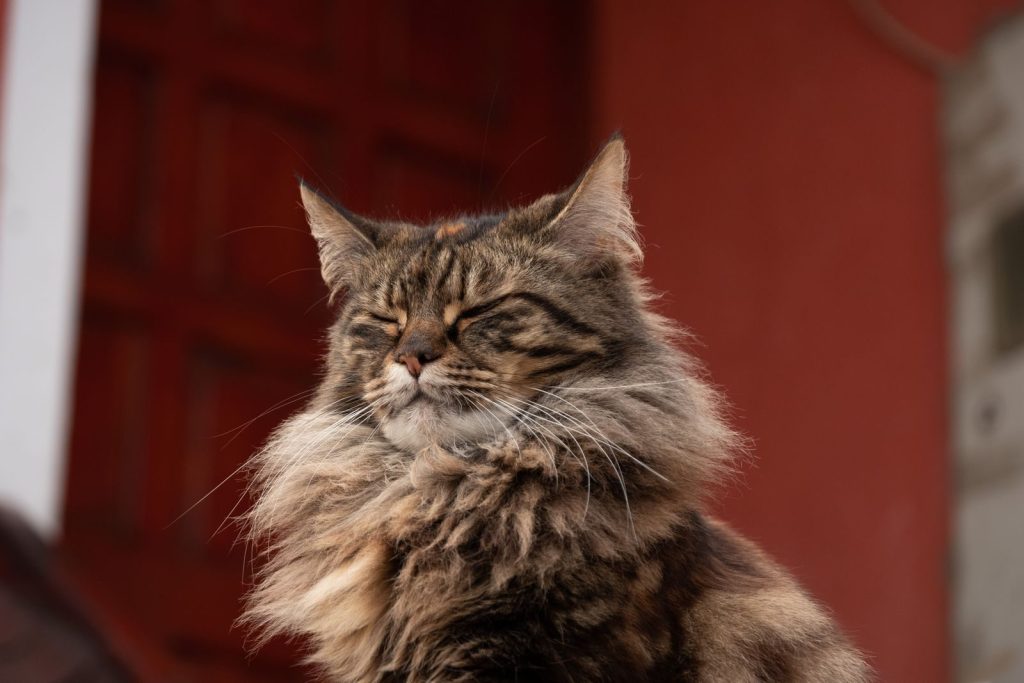 Charming close-up portrait of a Maine Coon cat with eyes closed against a red background.