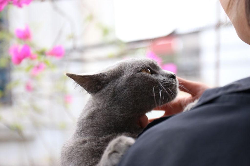 Close-up of a gray cat being gently petted outdoors with pink flowers in the background.