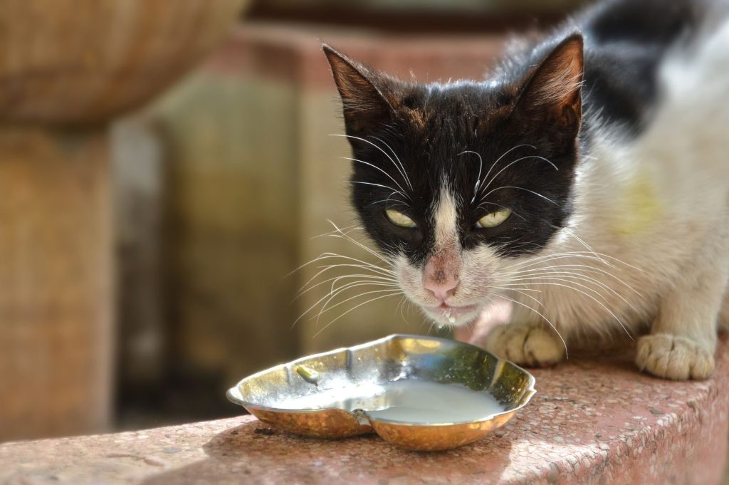 A close-up shot of a tuxedo cat drinking milk from a decorative bowl outdoors.
