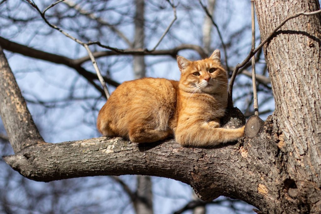 A ginger cat lazily rests on a tree branch during a sunny day in a natural setting.