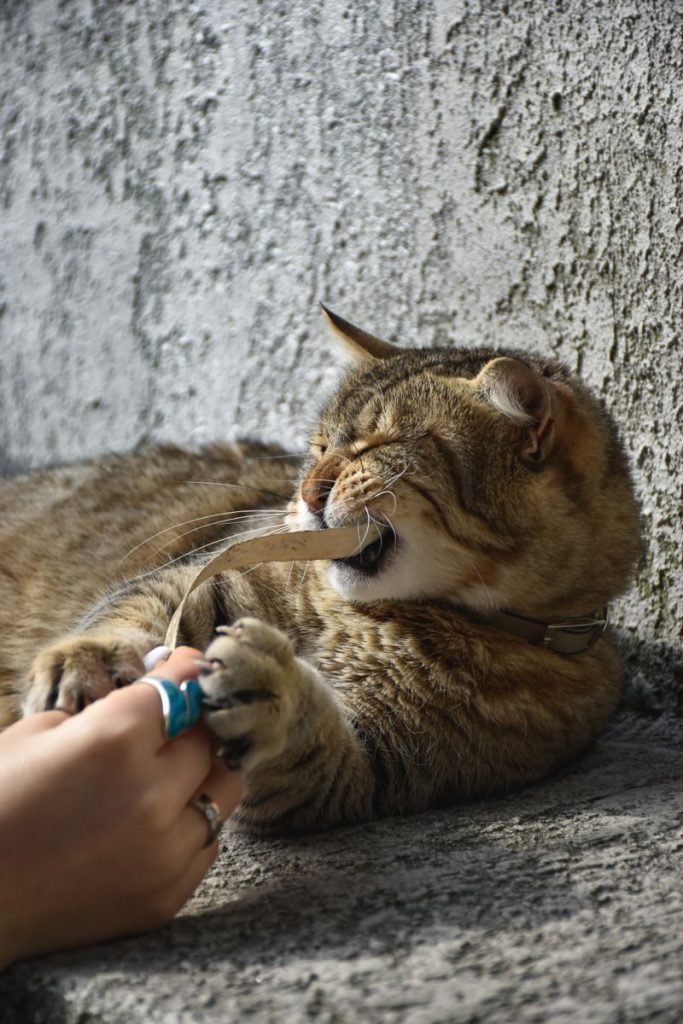 A close-up of a cat playing with a string held by a person, showcasing a playful interaction.