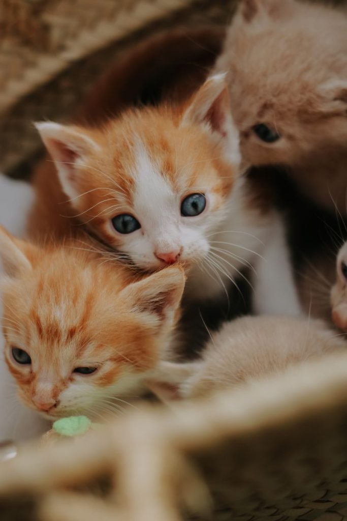 Cute ginger and white kittens huddled closely, showcasing their playful and innocent charm.