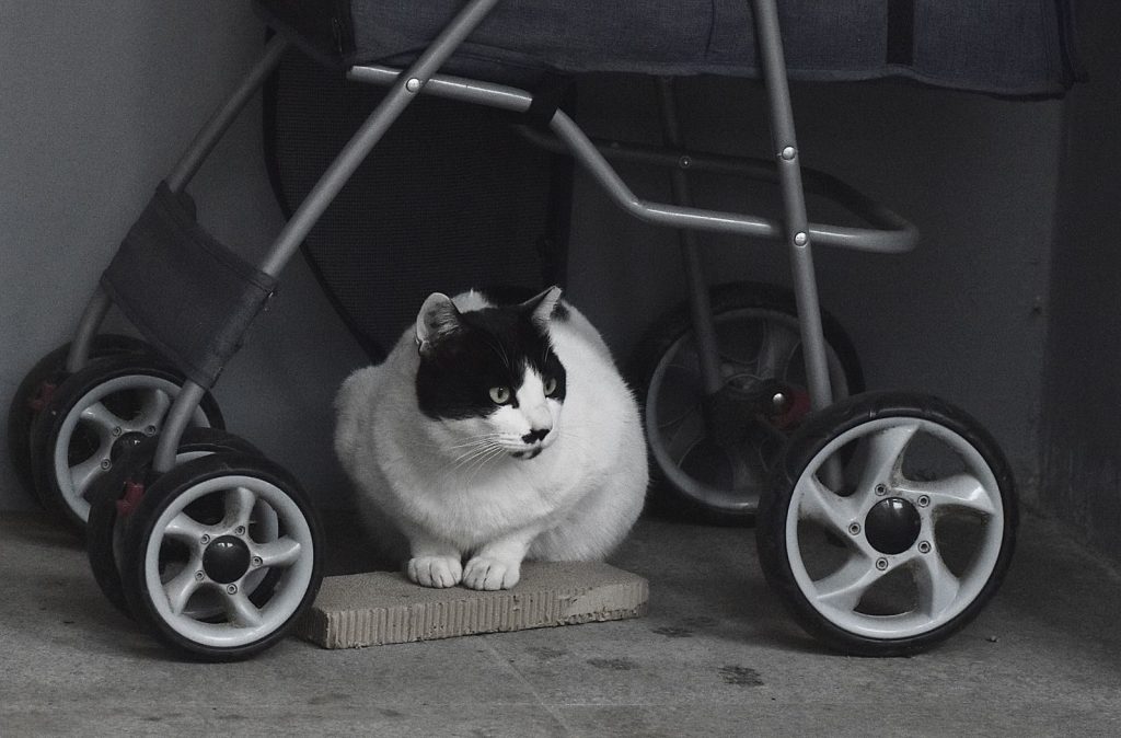Close-up of a black and white cat sitting under a stroller indoors.