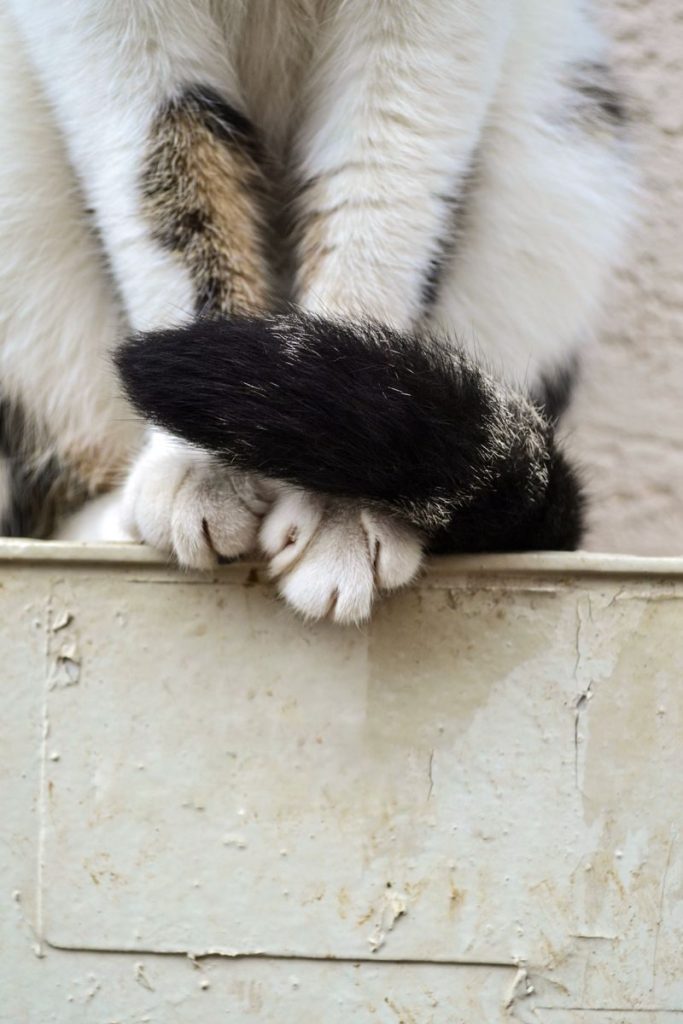Adorable close-up of a cat's paws and tail sitting on a ledge, perfect for pet-themed projects.