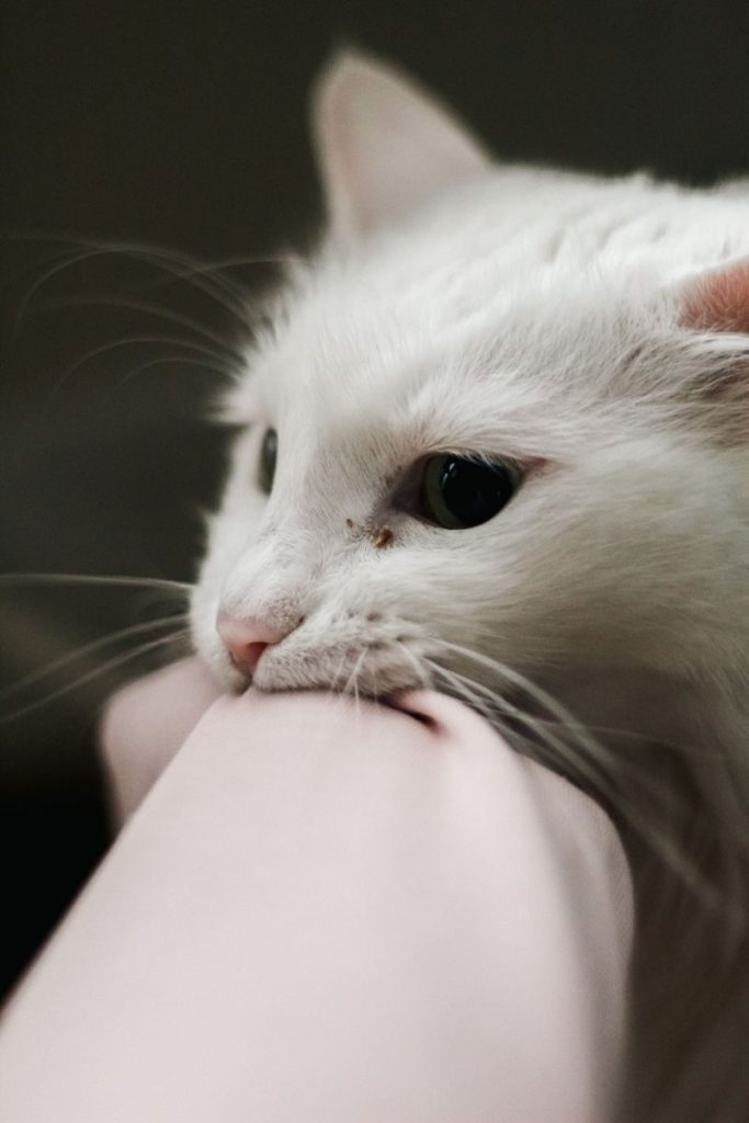Close-up of a playful white cat biting a human arm indoors. Perfect for pet-related concepts.