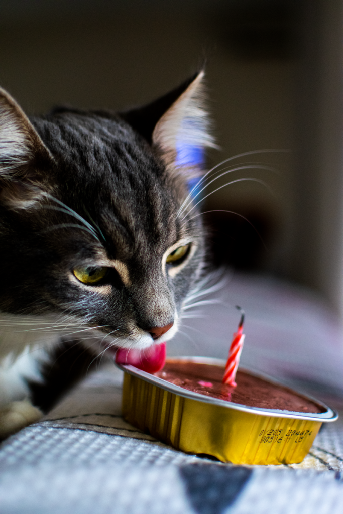 A curious cat enjoys a birthday cake with a candle in İskenderun, Türkiye.