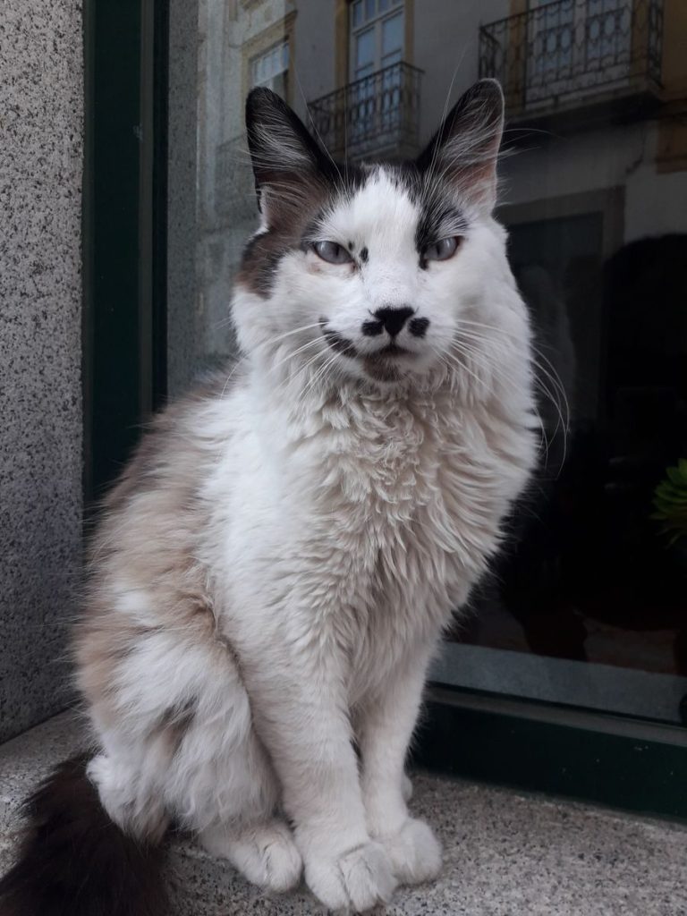 A long-haired cat sitting by a window in an urban setting, exuding elegance and poise.