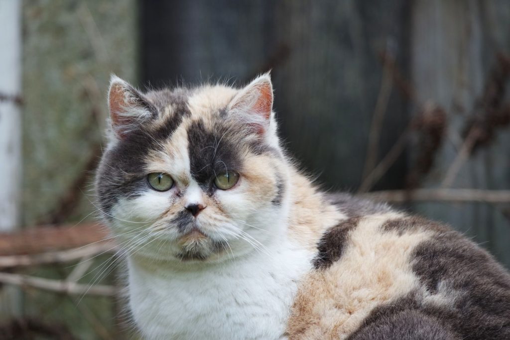 Charming calico Persian cat with striking eyes captured in a serene outdoor setting.