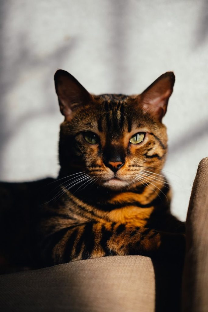 Close-up portrait of a Bengal cat basking in sunlight with striking shadows and warm tones.