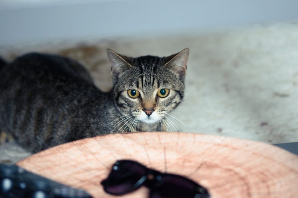 Cute tabby cat indoors, eyeing sunglasses with a curious look.