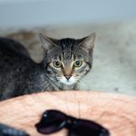 Cute tabby cat indoors, eyeing sunglasses with a curious look.