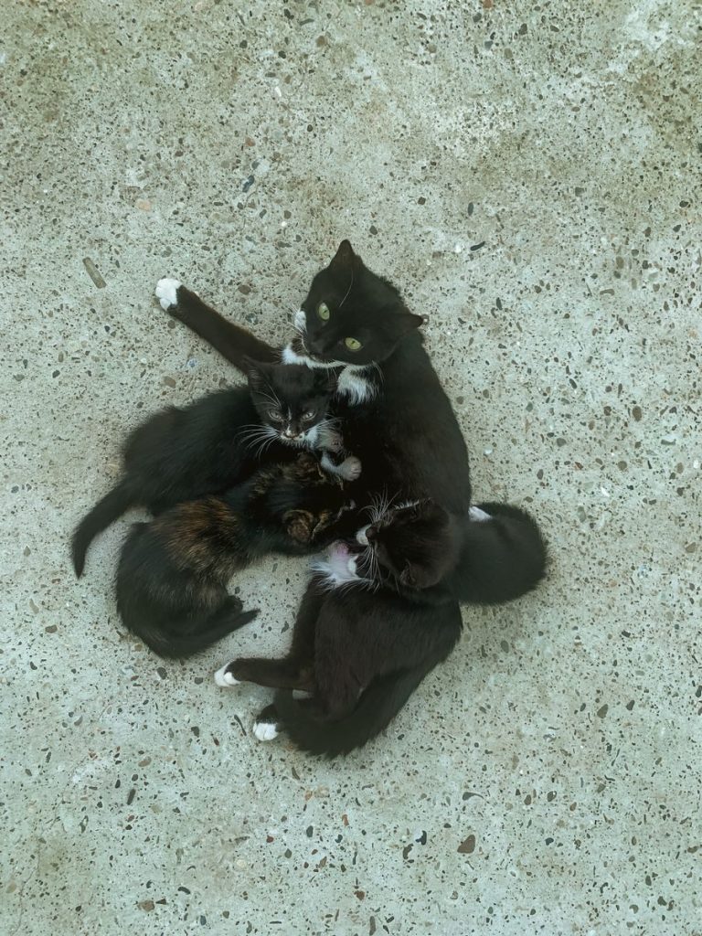 A black cat nursing her kittens on a concrete surface, viewed from above.