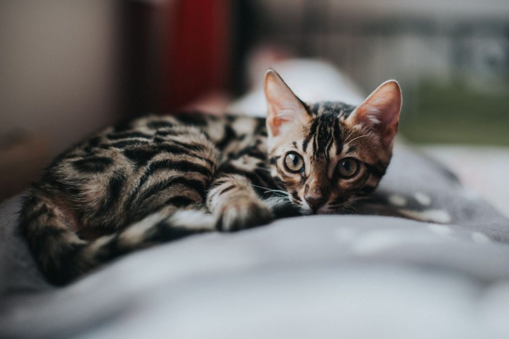 Close-up of a cute Bengal kitten lounging on a cozy sofa indoors.