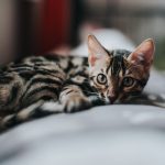 Close-up of a cute Bengal kitten lounging on a cozy sofa indoors.
