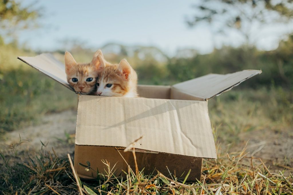 Two cute kittens curiously peeking from a cardboard box on a sunny day in a grassy field.
