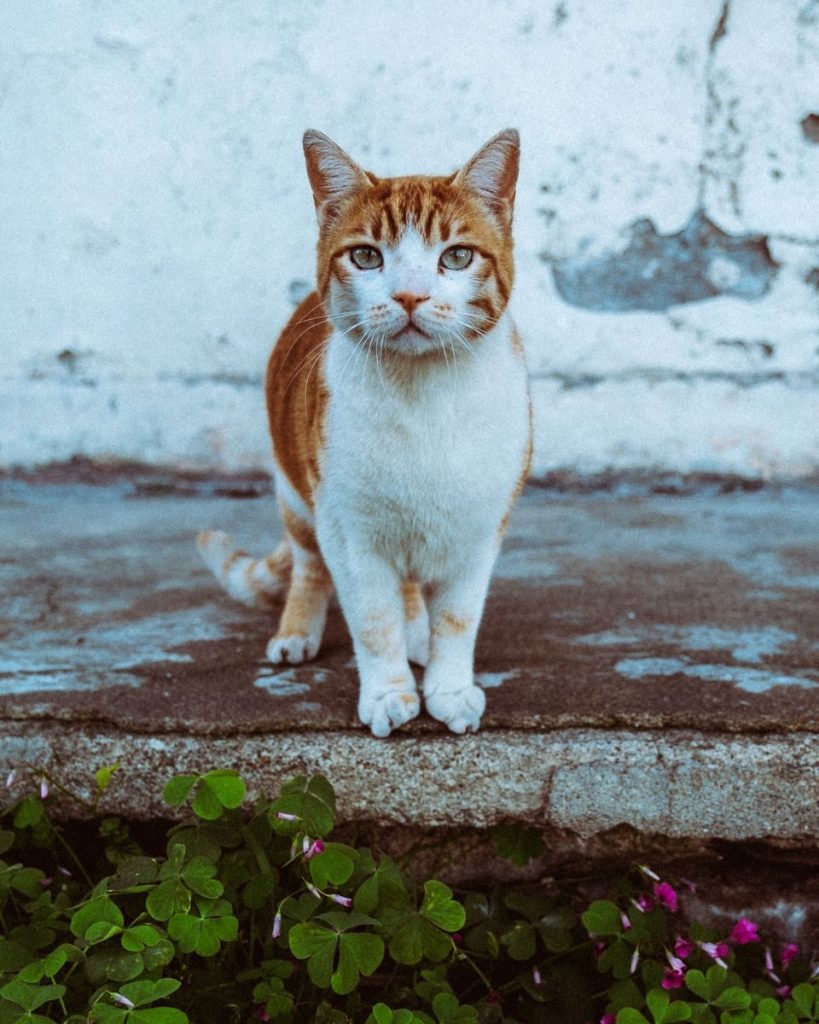 Close-up of a ginger tabby cat sitting on a rustic stone surface, adding charm to the outdoor scene.