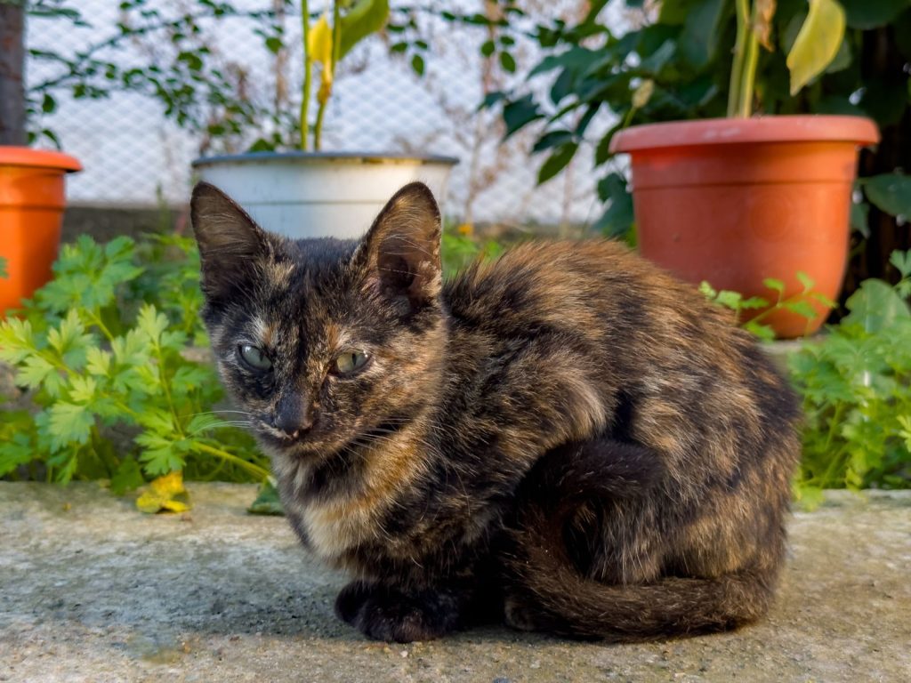 A cute tortoiseshell kitten sitting on a pavement surrounded by potted plants in a garden.