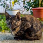 A cute tortoiseshell kitten sitting on a pavement surrounded by potted plants in a garden.