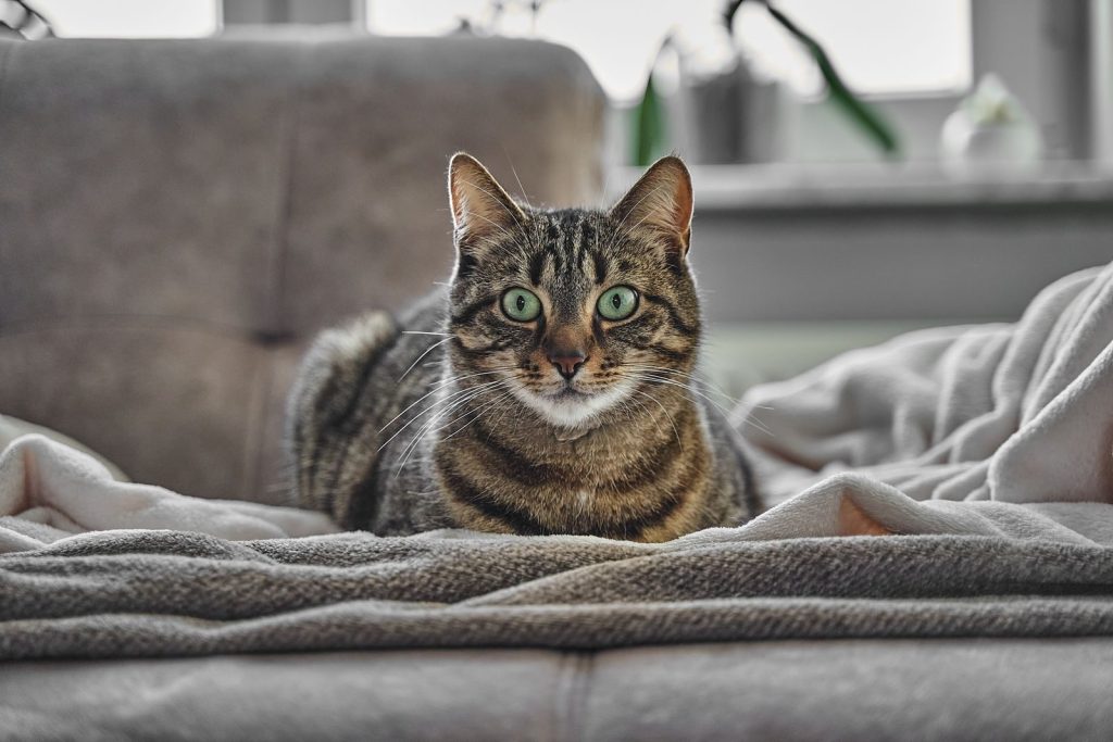 Charming domestic grey tabby cat relaxing indoors on a sofa with a soothing atmosphere.