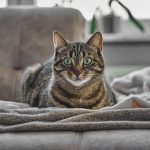 Charming domestic grey tabby cat relaxing indoors on a sofa with a soothing atmosphere.