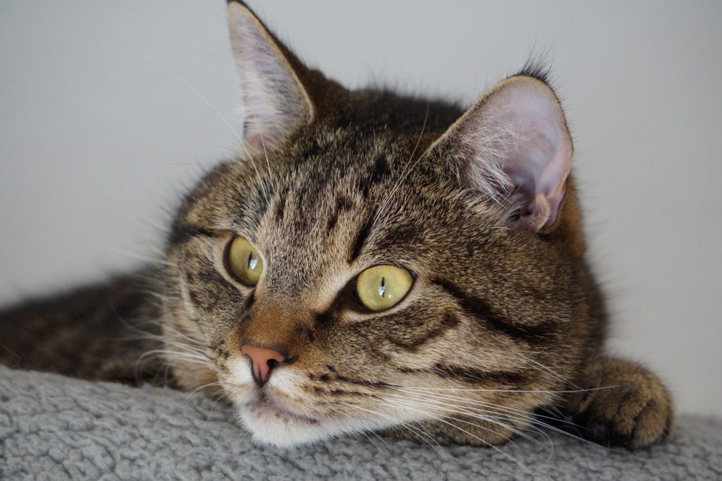 Charming close-up of a tabby cat resting indoors, revealing its majestic eyes.