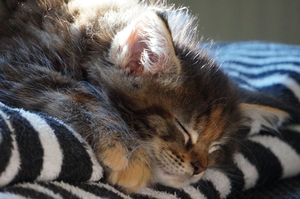 Close-up of a fluffy kitten sleeping soundly on a striped blanket in gentle sunlight.