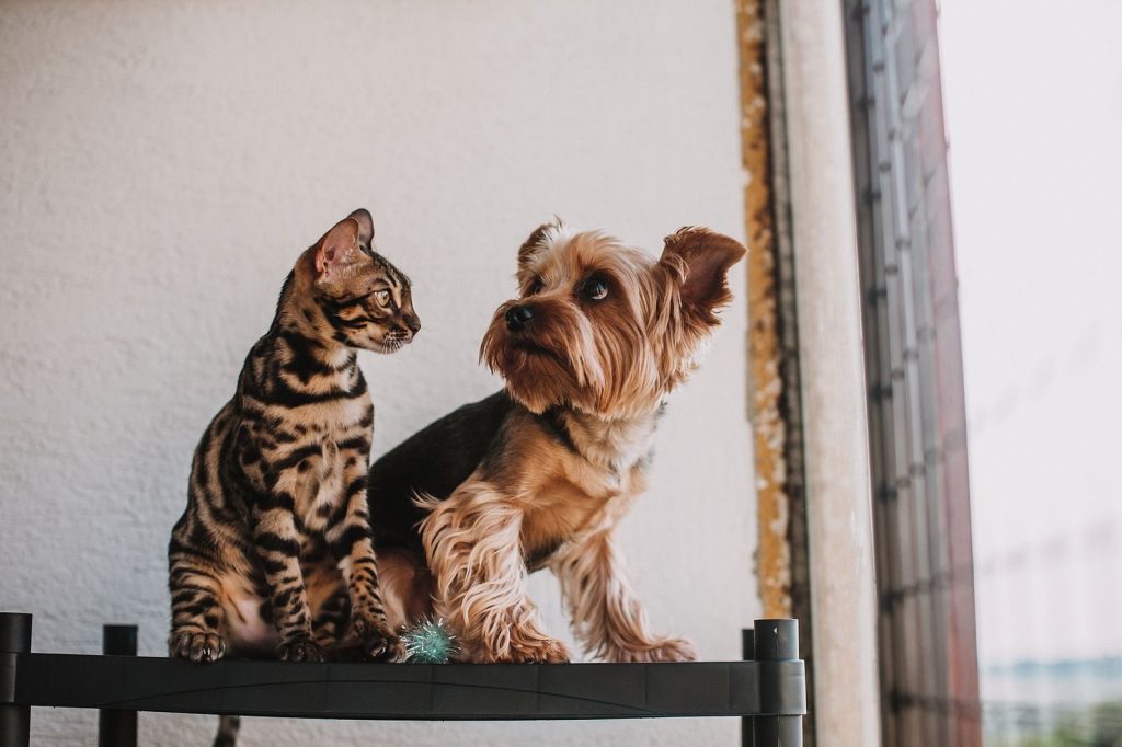 A Bengal cat and Yorkshire Terrier sit together on a shelf by a window, showcasing pet companionship.