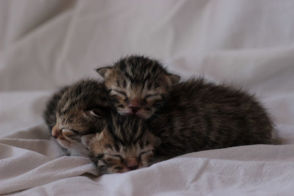 Three adorable newborn kittens sleeping together, creating a cozy and heartwarming scene.