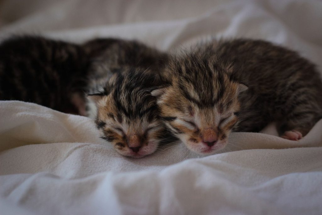 Two newborn kittens peacefully sleeping on a soft white blanket, capturing a serene moment.